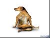 Yoga Dogs for 2010